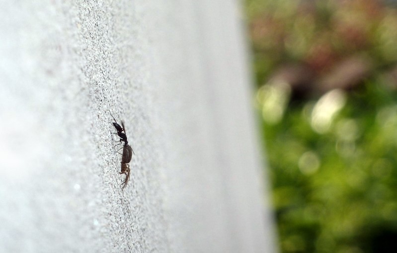 Pompilidae a caccia